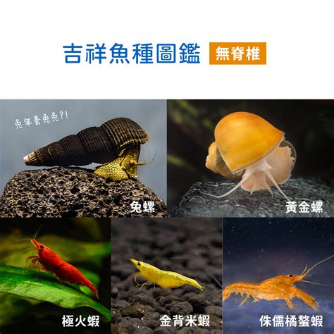 招財小型魚|過年系列 2. 兔年招財魚種圖鑑 過年買魚推薦名單